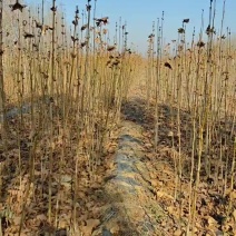 法桐小苗法桐树法国梧桐树各种规格