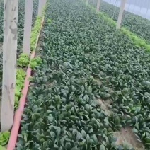 周口大棚菠菜