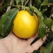 黄晶果