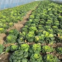 黄心菜