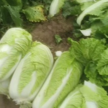 北京3号白菜山东基地直供质量保证一手货源对接商超市场