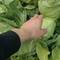 甘蓝