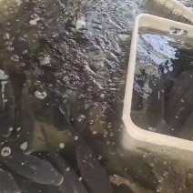 活鲤鱼