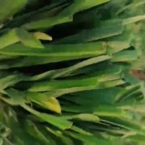 红根蒜苗