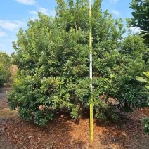 3.5×3.5米
