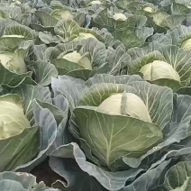 甘蓝圆包菜产地直发一手货源新鲜蔬菜批发