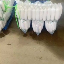 精品白萝卜大量供应中