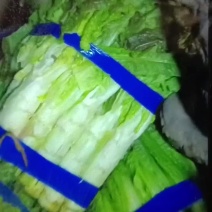 埇桥区产地万母莴笋热卖中欢迎老板咨询价格可议