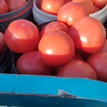 本地西红柿上市基地种植硬粉西红柿品质上乘欢迎来电