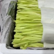 云南精品韭黄