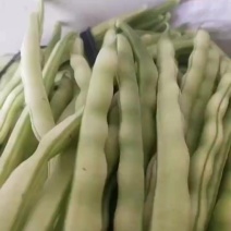 优质芸豆一手货源，产地代办，以优质服务为你们服务