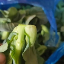 【扒菜芯】