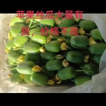 苹果丝瓜大量供货