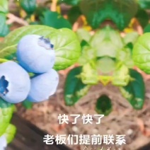 莱克西蓝莓大量有货，对接电商超市，批发商，质优价廉