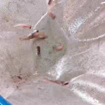 优质虹金鳟鱼苗