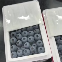 丹东L25蓝莓大量有货，市场，商超，需要好货的联系价格456