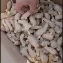 山东生姜种子繁育基地小黄姜种子品种齐全脱毒催芽郑重承诺