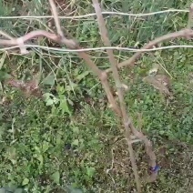 阳光玫瑰苗