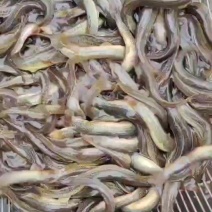 泥鳅圆鳅大量现货量大从优基地直发欢迎老板联系