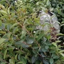油茶苗油茶树苗实生油茶嫁接油茶苗高产长林嫁接油茶树苗