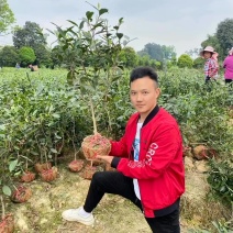 茶叶树苗木工程园林绿化基地直供