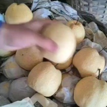 精品酥梨口感甜