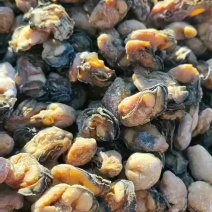 生蚝肉干，品质好，个头大，品质有保证，欢迎咨询