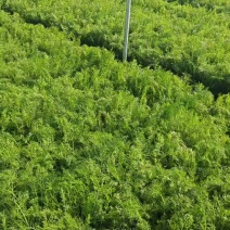 精品茴香，