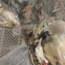 带毛飞龙带毛鹧鸪烧烤新品飞龙鹧鸪