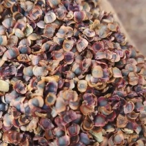 金鸡菊种子