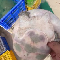 汉寿苗子甲鱼公母都有，品质好价格低，欢迎全国来电包邮