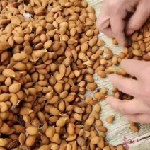 毛桃芽种子