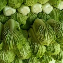 玉田大白菜保质保量大量供应中，叶绿绿鲜嫩