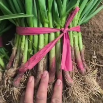 红根蒜苗