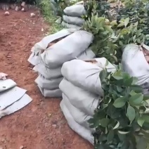 直生软枝油茶苗