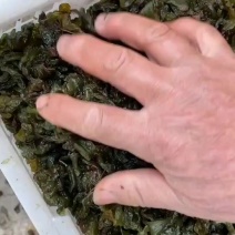 湖南衡阳野生新鲜地皮菜雷公菜免洗