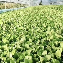 鸡毛菜