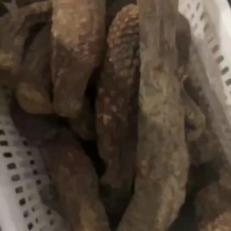 新疆塔克拉玛干大芸