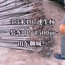 107速生杨
