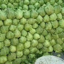 精品包菜，软心包菜，产地直发，大量现货供应，