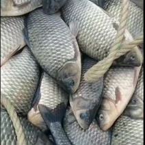 鲫鱼