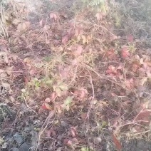 爬山虎基地直供一手货源现要现起保成活率高欢迎合作
