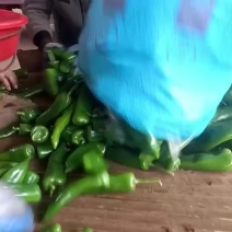 301泡椒货源充足、质量保证，价兼