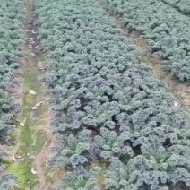 羽衣甘蓝，它就像是一首优美的诗歌，它的味道细腻而丰富。