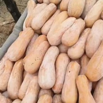 蜜本南瓜