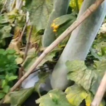 海南白吊冬瓜大量有货，价格便宜质量好