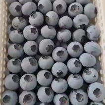 L25蓝莓