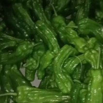 苏椒