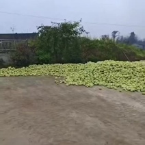 大量工厂榨菜