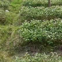 草珊瑚苗